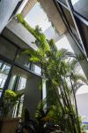 Ngôi nhà nhiệt đới binh house 